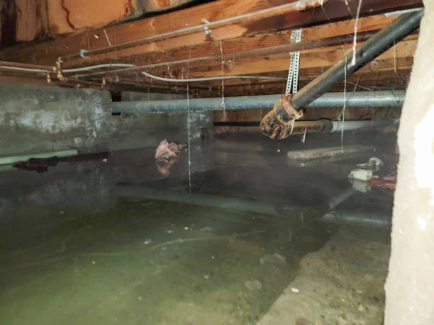  West Lealman, FL Water damage restoration Pros