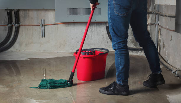 Best Mold removal after water damage  in West Lealman, FL